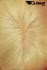 Blonde Percke Echthaar kurz Frauenpercke echtes Haar 25cm handgeknpft